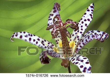 Toad Lily View Large Photo Image Stock Photograph - Toad Lily. Fotosearch