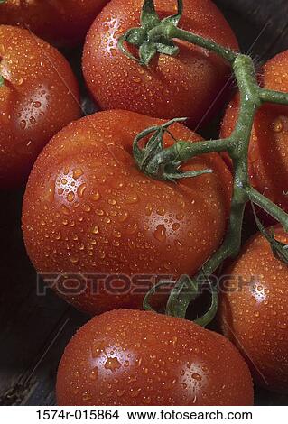 Tomatoes View Large Photo Image Picture - Tomatoes. Fotosearch