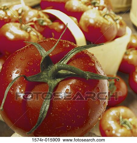 Tomatoes View Large Photo Image Stock Photo - Tomatoes. Fotosearch