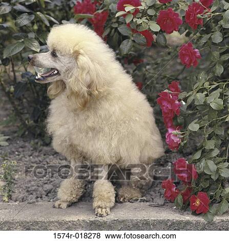 Stock Photo - Toy Poodle. Fotosearch
