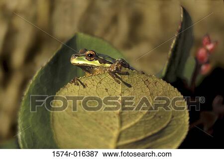Stock Photo - Tree Frog. Fotosearch