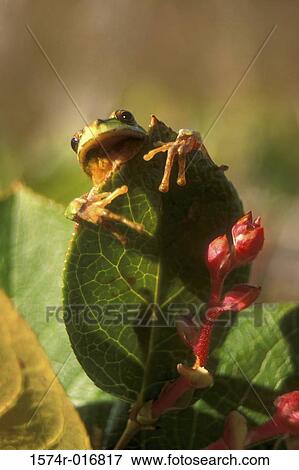 Tree Frog View Large Photo Image Stock Photo - Tree Frog. Fotosearch
