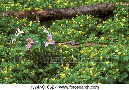 Trilliums Violets View Large Photo Image Stock Photo - Trilliums Violets. Fotosearch