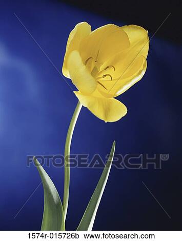 Tulip View Large Photo Image Stock Image - Tulip. Fotosearch