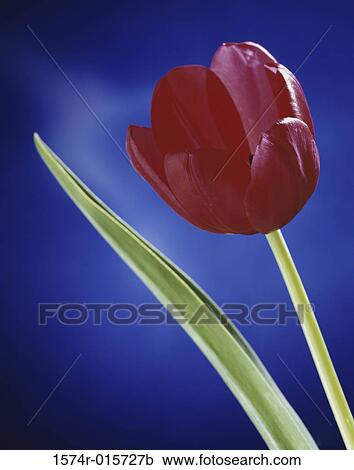 Tulip View Large Photo Image Stock Image - Tulip. Fotosearch