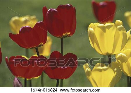 Tulips View Large Photo Image Picture - Tulips. Fotosearch
