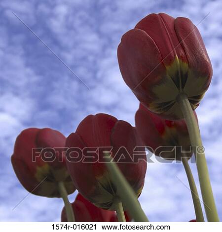 Tulips View Large Photo Image Stock Image - Tulips. Fotosearch