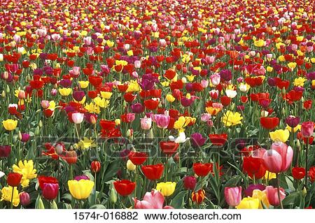 Tulips View Large Photo Image Stock Image - Tulips. Fotosearch