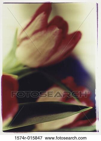 Tulips View Large Photo Image Stock Photo - Tulips. Fotosearch