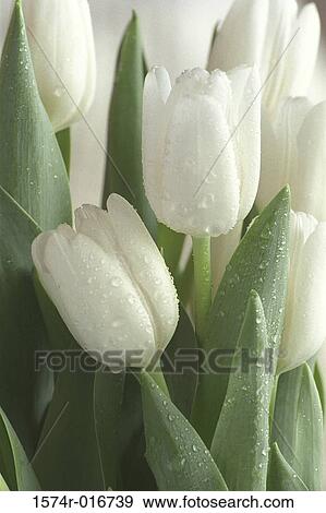 Tulips View Large Photo Image Stock Photo - Tulips. Fotosearch