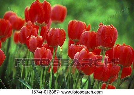 Tulips View Large Photo Image Stock Photo - Tulips. Fotosearch