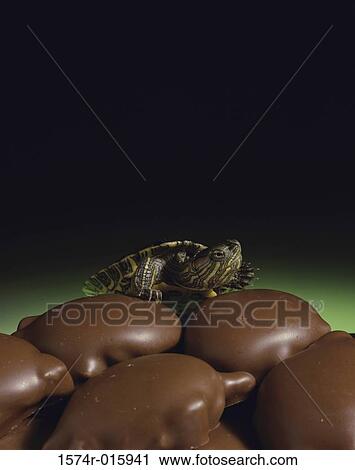 Turtle on clay models View Large Photo Image Stock Image - Turtle on clay models. Fotosearch
