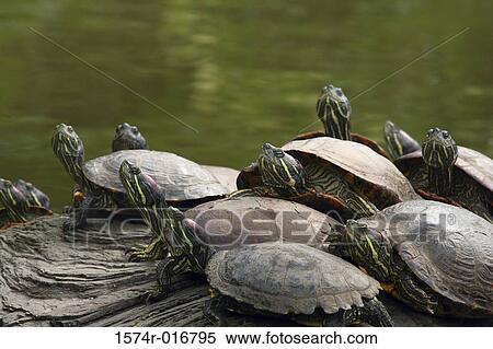 Stock Photography - Turtles Golden Gate Park California, USA. Fotosearch