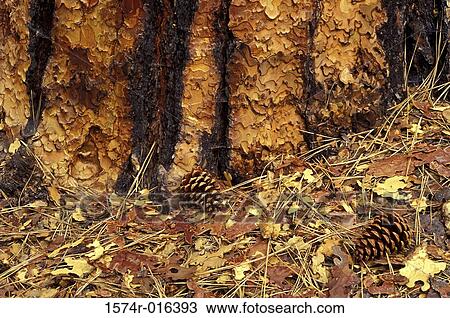 Two pine cones on the ground View Large Photo Image Stock Image - Two pine cones on the ground. Fotosearch