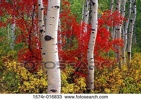 Stock Image - Uinta National Forest Utah USA. Fotosearch