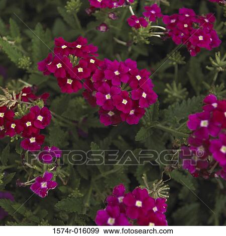 Stock Photo - Verbenas. Fotosearch