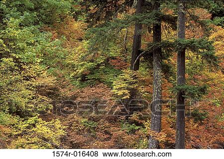 Washington USA View Large Photo Image Stock Photo - Washington USA. Fotosearch