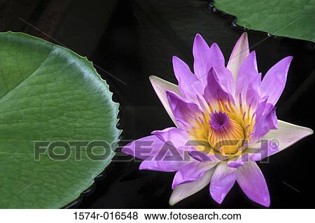 Stock Photo - Water Lily. Fotosearch