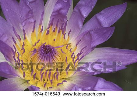 Stock Photo - Water Lily. Fotosearch