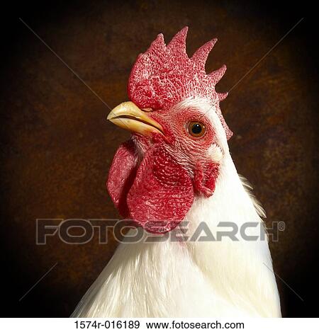 Stock Photo - White Plymouth Rock. Fotosearch