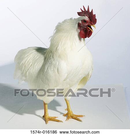 Stock Photograph - White Plymouth Rock. Fotosearch
