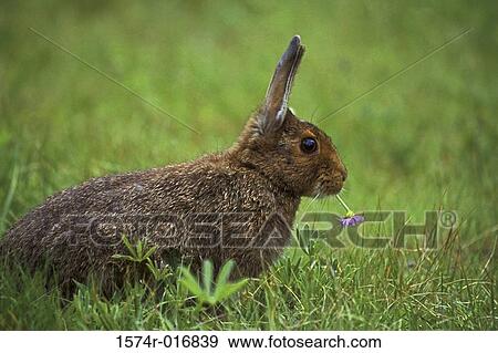 Stock Photo - Wild Rabbit. Fotosearch