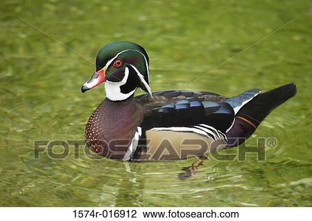 Wood Duck View Large Photo Image Stock Image - Wood Duck. Fotosearch