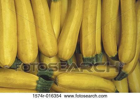 Yellow Zucchini View Large Photo Image Picture - Yellow Zucchini. Fotosearch