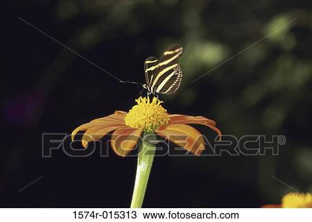 Zebra Butterfly View Large Photo Image Stock Image - Zebra Butterfly. Fotosearch