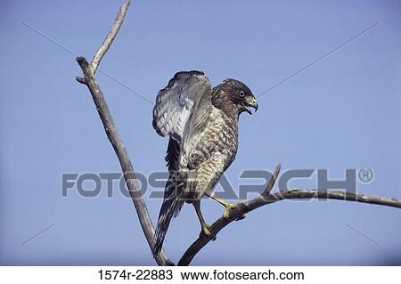 A Broad-winged Hawk perched on a tree View Large Photo Image Stock Image - A Broad-winged Hawk perched on a tree. Fotosearch
