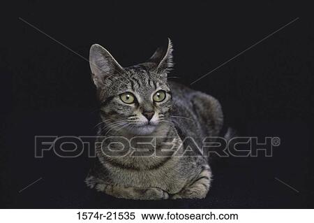A cat lying down View Large Photo Image Stock Photography - A cat lying down. Fotosearch