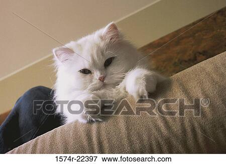 A cat on a couch View Large Photo Image Stock Photo - A cat on a couch. Fotosearch