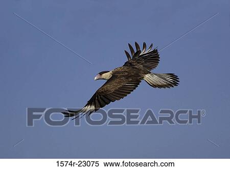A Crested Caracara Hawk in flight View Large Photo Image Stock Photography - A Crested Caracara Hawk in flight. Fotosearch