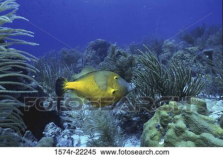 A File Fish swimming amongst coral View Large Photo Image Stock Photography - A File Fish swimming amongst coral. Fotosearch