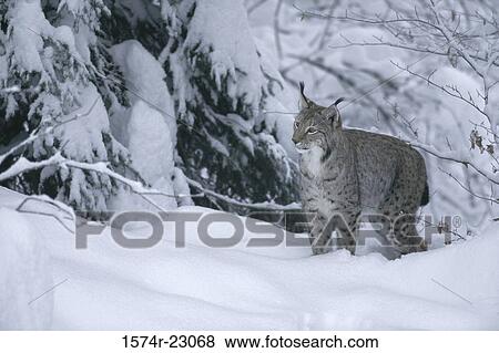 Stock Photo - A lynx standing in snow. Fotosearch