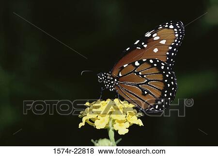 Stock Photo - A Monarch butterfly on a flower (Danaus plexippus). Fotosearch