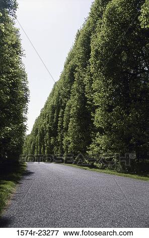 A narrow hedge-lined road View Large Photo Image Stock Photo - A narrow hedge-lined road. Fotosearch