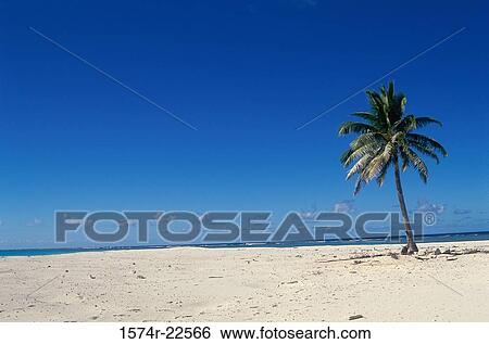 A palm tree on a beach, Fiji View Large Photo Image Stock Photograph - A palm tree on a beach, Fiji. Fotosearch