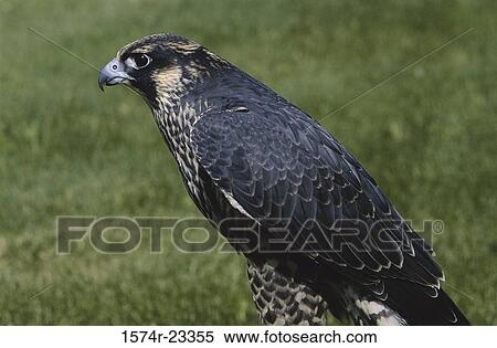 A Peregrine Falcon, Alaska, USA View Large Photo Image Stock Photography - A Peregrine Falcon, Alaska, USA. Fotosearch