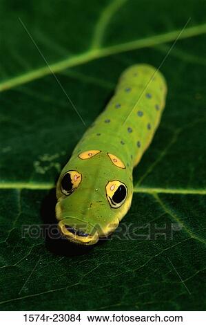 A Tiger Swallowtail butterfly on a leaf (Papilio glaucas) View Large Photo Image Picture - A Tiger Swallowtail butterfly on a leaf (Papilio glaucas). Fotosearch
