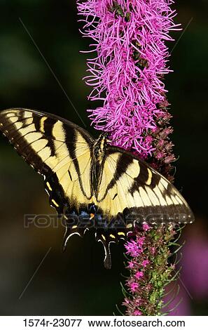 Stock Photo - A Tiger Swallowtail butterfly on a plant (Papilio glaucas). Fotosearch