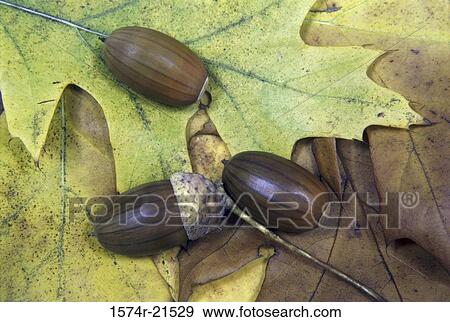 Acorns on leaves in autumn View Large Photo Image Stock Photo - Acorns on leaves in autumn. Fotosearch