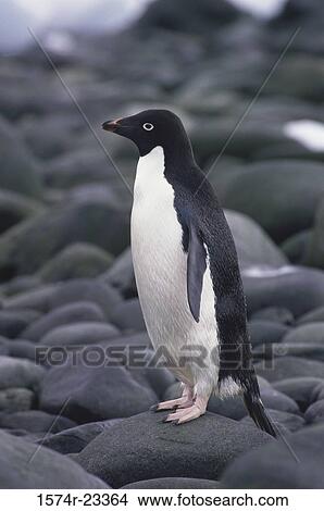 Adelie Penguin standing on pebbles, Antarctica View Large Photo Image Picture - Adelie Penguin standing on pebbles, Antarctica. Fotosearch