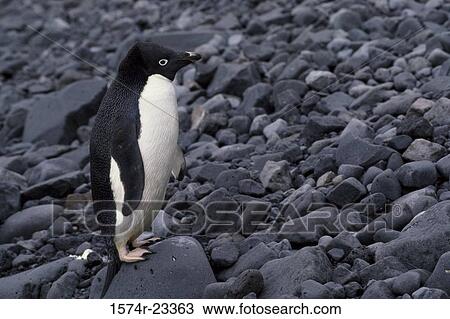 Adelie Penguin standing on pebbles, Antarctica View Large Photo Image Stock Image - Adelie Penguin standing on pebbles, Antarctica. Fotosearch
