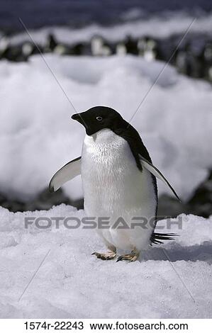 Adelie Penguins, Antarctica View Large Photo Image Stock Image - Adelie Penguins, Antarctica. Fotosearch
