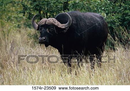 African Buffalo standing in a field, Kruger National Park, South Africa (Syncerus caffer) View Large Photo Image Stock Photo - African Buffalo standing in a field, Kruger National Park, South Africa (Syncerus caffer). Fotosearch