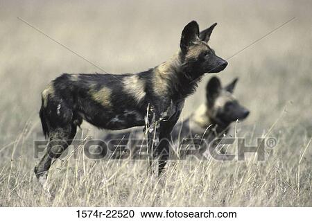 African wild dogs in a field View Large Photo Image Stock Image - African wild dogs in a field. Fotosearch