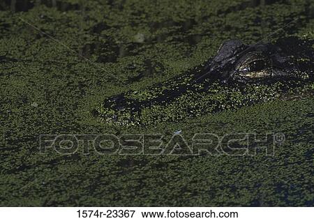 American Alligator floating on water View Large Photo Image Stock Photo - American Alligator floating on water. Fotosearch