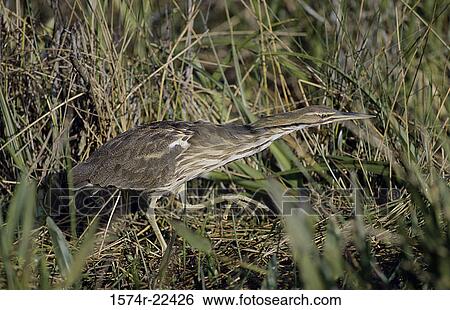 Stock Photograph - American Bittern in the grass. Fotosearch