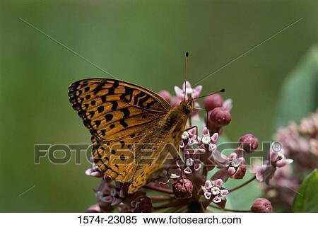 An Aphrodite butterfly on a plant View Large Photo Image Stock Photography - An Aphrodite butterfly on a plant. Fotosearch